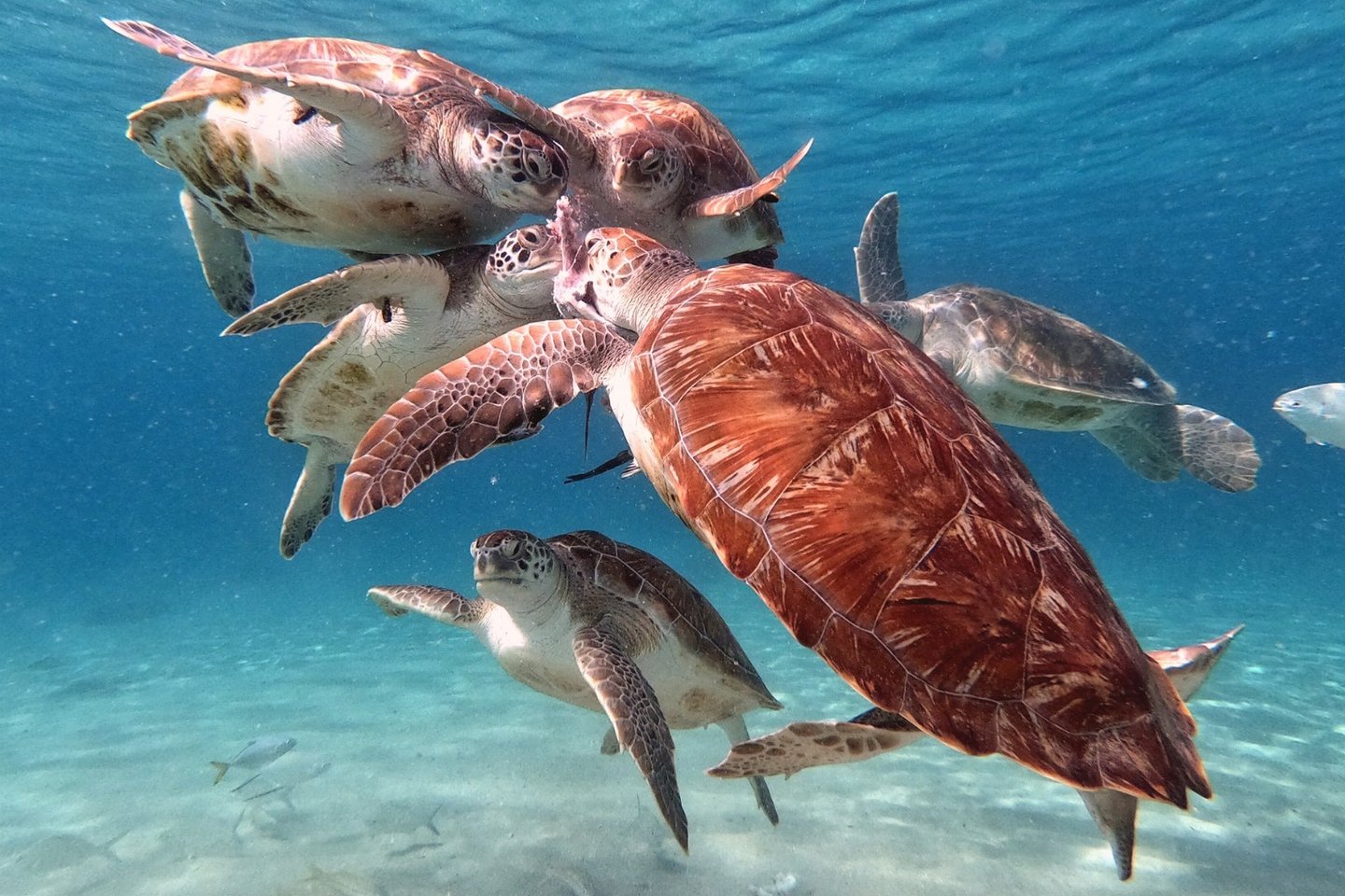 海を泳ぐウミガメ（ホヌ）